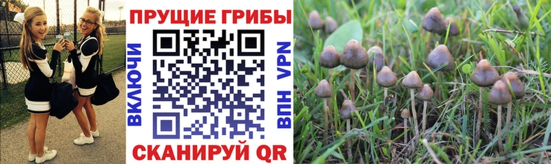 МЕГА маркетплейс  купить наркотики сайты  Сковородино  Галлюциногенные грибы мицелий 